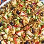 Lentil apple salad with glossy lentils, apples, cranberries, and crunchy pecans.